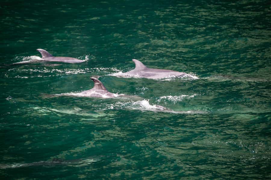 From Te Anau: Milford Sound Cruise and Coach Day Trip - Quick facts about the Te Anau to Milford Sound trip