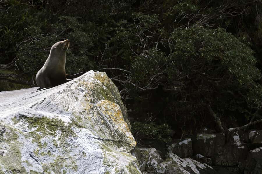 From Te Anau: Milford Sound Cruise and Coach Day Trip - The two-hour cruise brings you under the cliffs