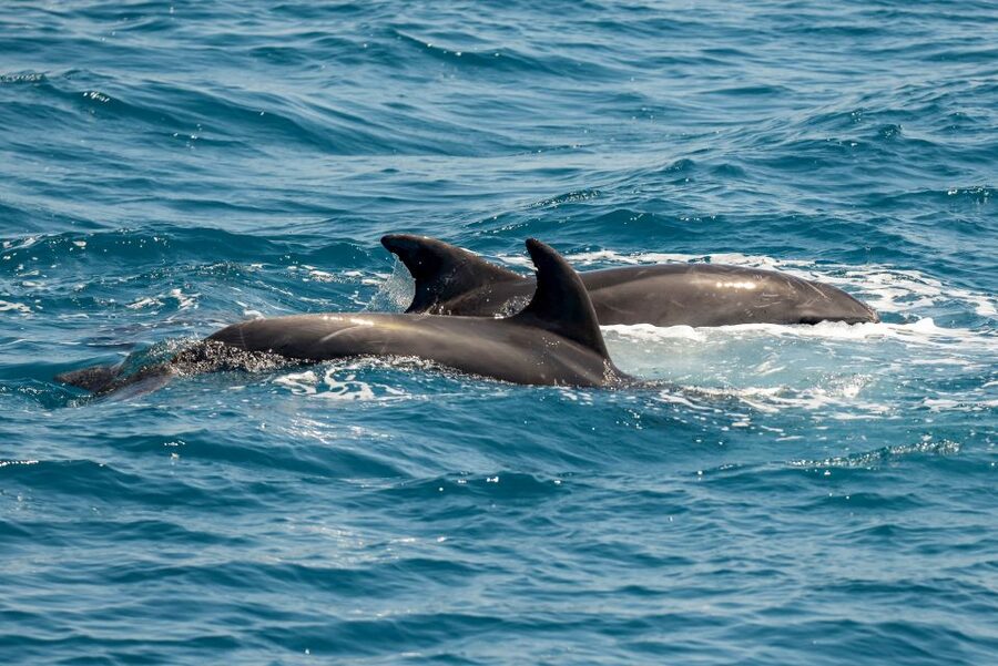 From the Port of Kos: Full Day Boat Cruise to 3 Islands - Plati: turquoise water and a jump from the boat