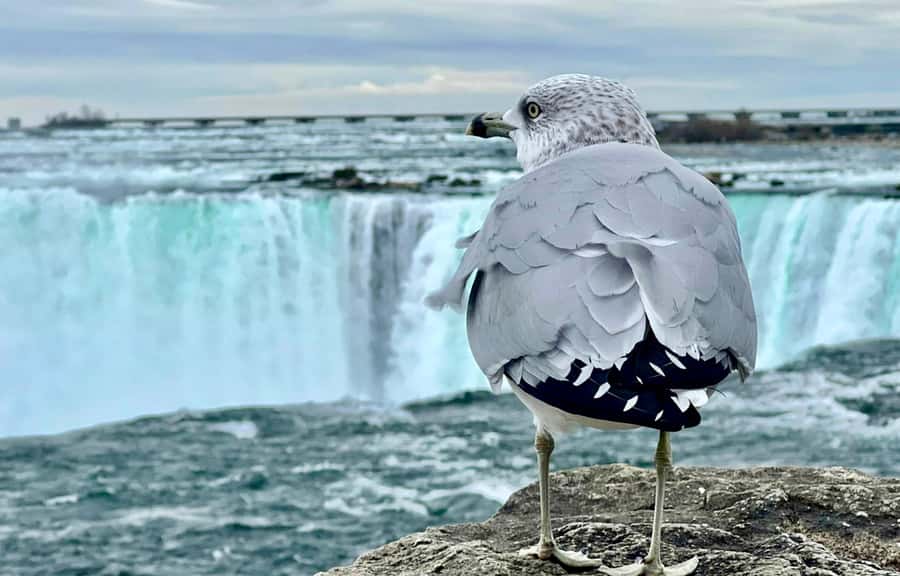 From Toronto: Niagara Falls Tour + Boat Ride and/or Journey - Your 3 to 4 hours at the Canadian falls