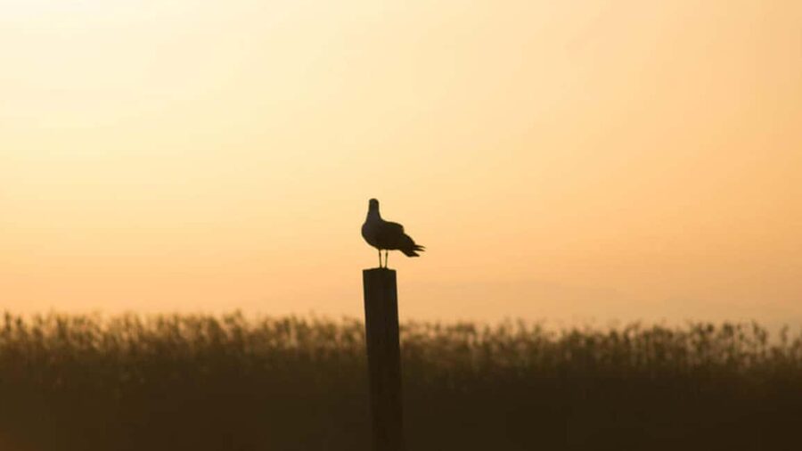 From Valencia: Albufera Natural Park Eco Boat Tour & Sunset - The ride from Valencia to El Saler