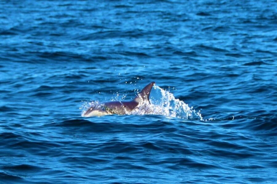 From Vilamoura: 2.5-Hour Benagil Cave and Dolphins Boat Tour - Should you book it?