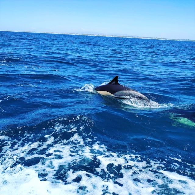 From Vilamoura: 2.5-Hour Benagil Cave and Dolphins Boat Tour - Searching for dolphins off the Algarve coast
