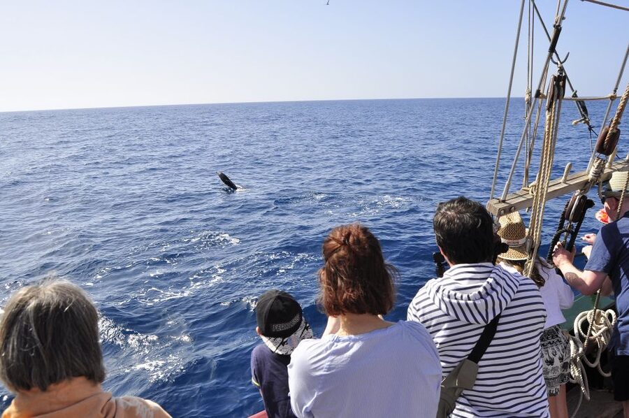 Fuerteventura: 4-Hour Pirate Sailing Adventure - Swimming, swinging, and the onboard pool