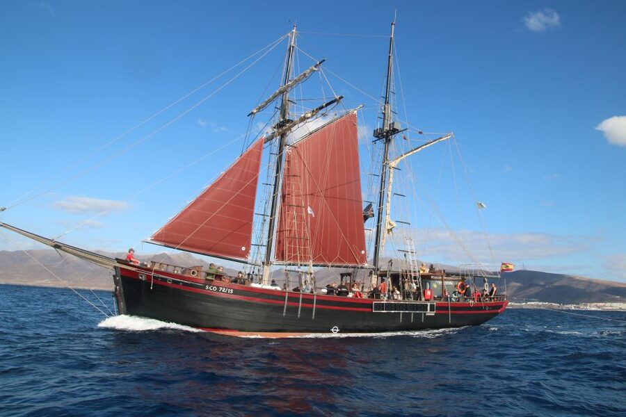 Fuerteventura: 4-Hour Pirate Sailing Adventure - Looking for dolphins, whales, and turtles