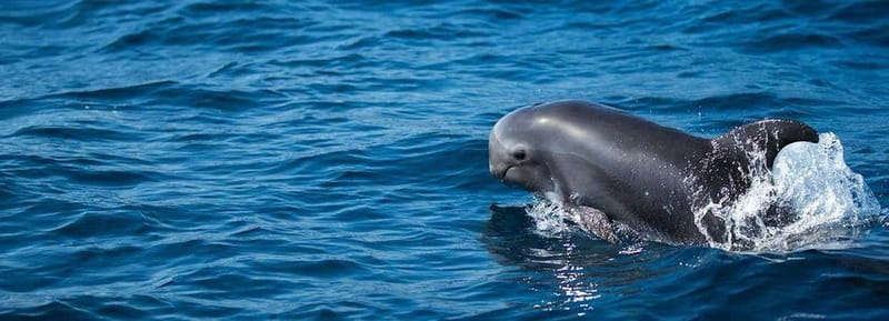 Fuerteventura: Dolphin watching and Lobo Island Combo Cruise - Leaving Corralejo and reading the sea conditions