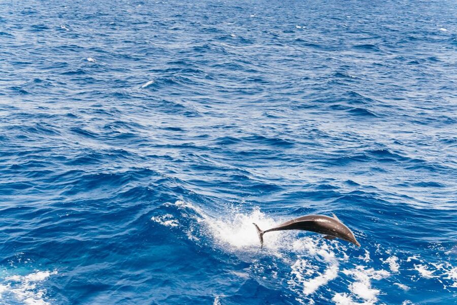 Fuerteventura: Glass Bottom Boat Cruise with Lunch & Drinks - Setting sail from south Fuerteventura