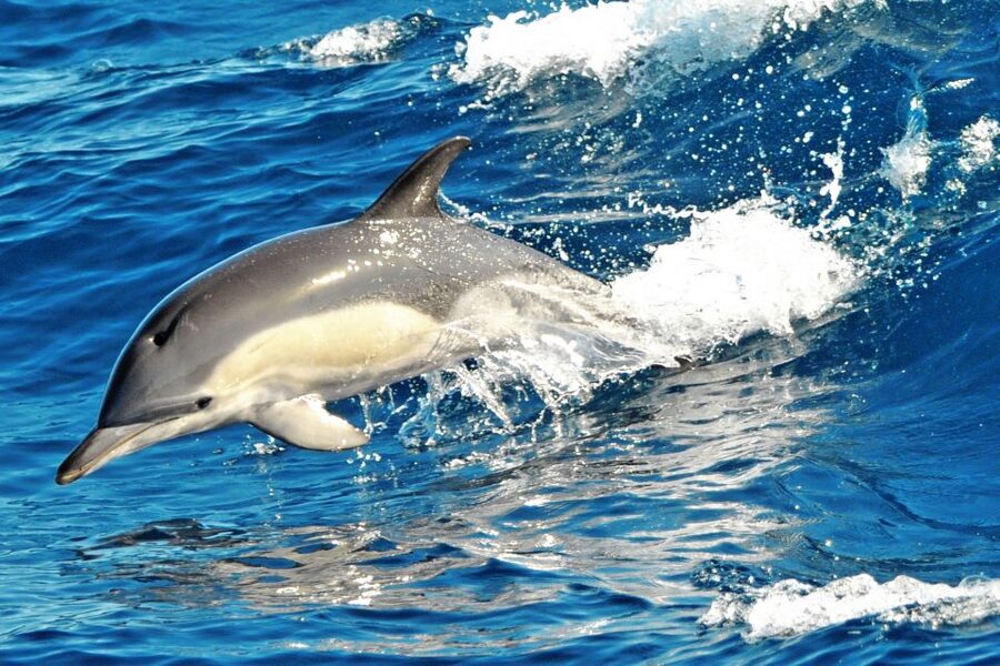 Fuerteventura: Magic Catamaran Trip with Food and Drinks - Lunch, cold drinks, and a lively return ride
