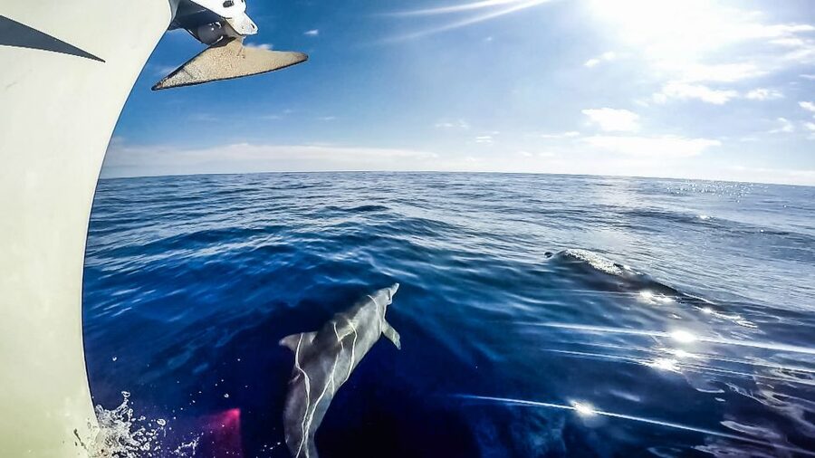 Fuerteventura: Sailing with Snorkeling and Dolphin Watching - The swim and snorkel stop near Morro Jable