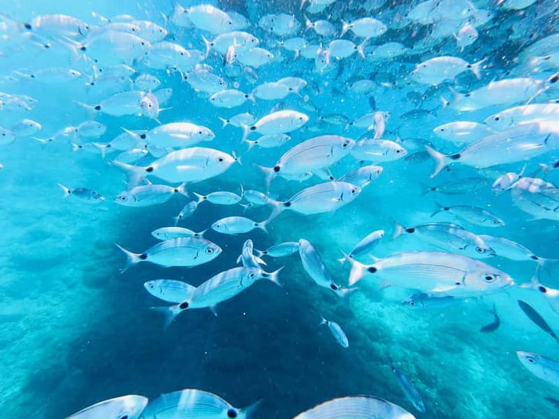 Full-Day Boat Trip, Cave Swim, lunch & Drinks - Medulin/Ceja - What to bring and how to prepare