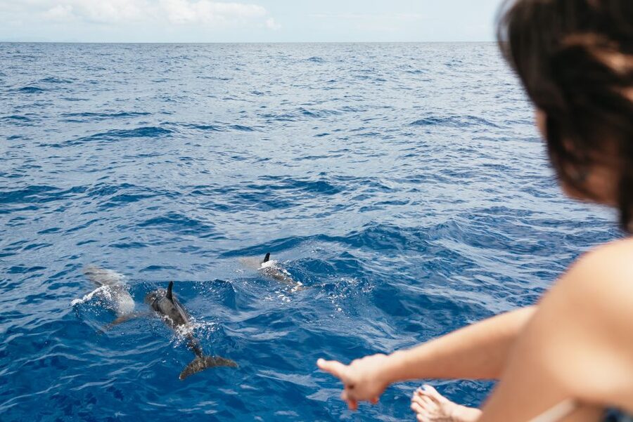 Funchal Bay: Dolphin & Whale Watch Luxury Catamaran Cruise - How much value do you get for $47?