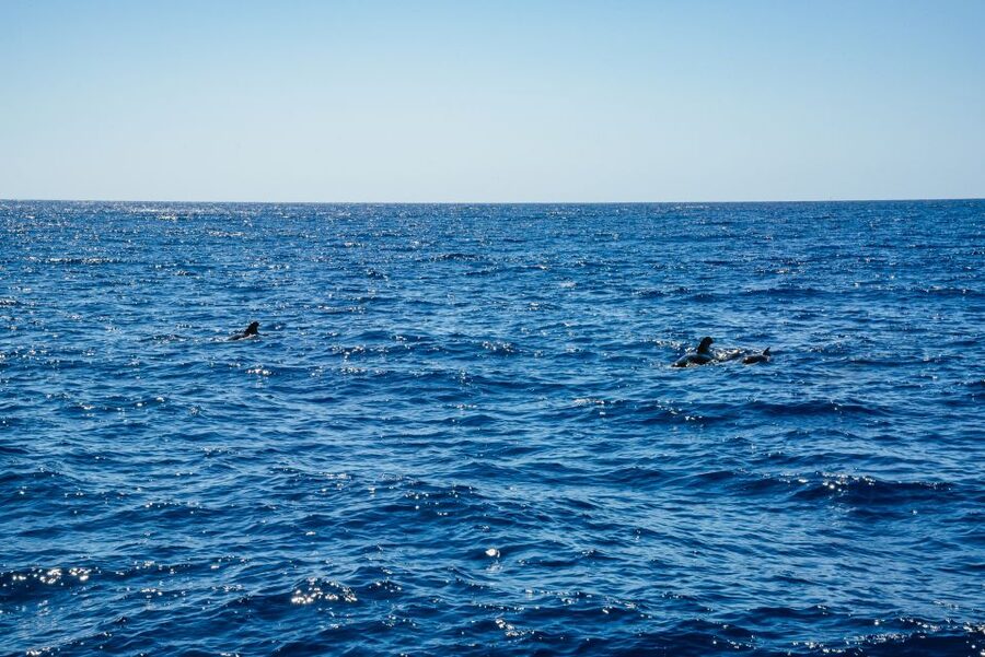 Funchal: Dolphin and Whale Watching by Luxury Catamaran - Cabo Girão and the swimming stop