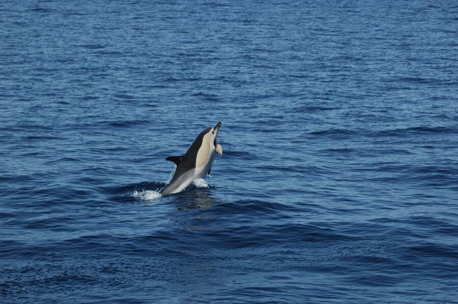 Funchal: Dolphin and Whale Watching Catamaran Cruise - Key points to know before boarding