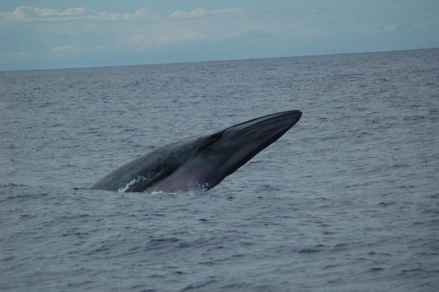 Funchal: Dolphin and Whale Watching Catamaran Cruise - Three hours from Funchal Marina to the Atlantic