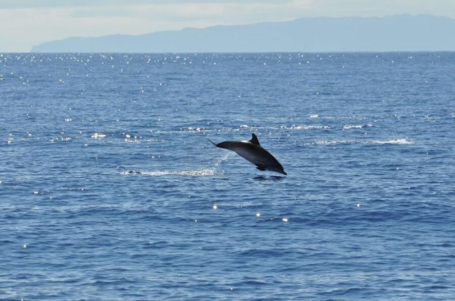Funchal: Dolphin and Whale Watching Catamaran Cruise - Swimming below Cabo Girão