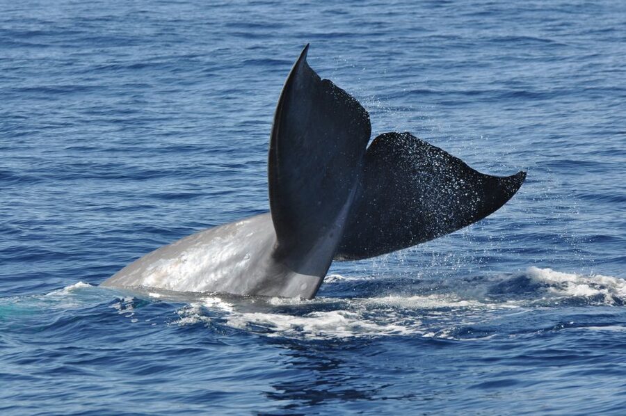 Funchal: Dolphin and Whale Watching Catamaran Cruise - Comfort, drinks, and the boat layout