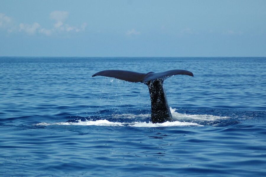 Funchal: Dolphin and Whale Watching Catamaran Cruise - Who should book this Madeira cruise?