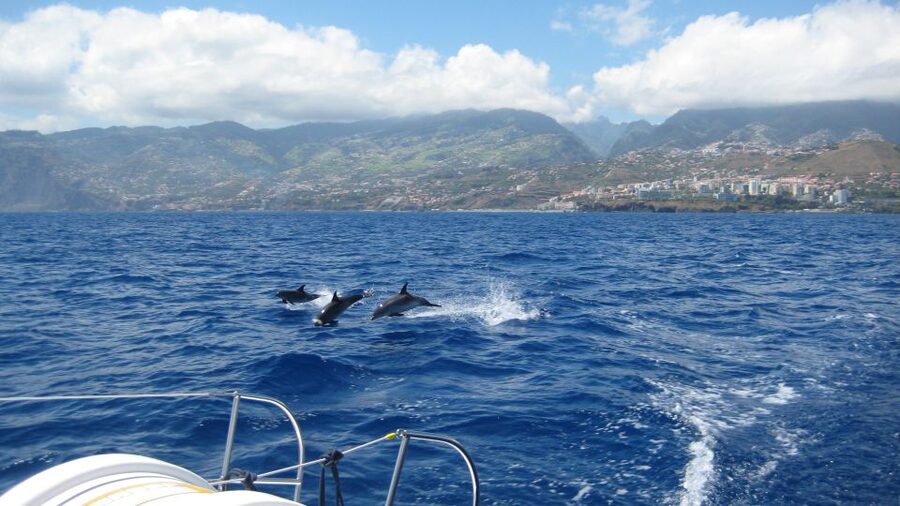 Funchal: Dolphin and Whale Watching Catamaran Cruise - Searching for dolphins, whales, and turtles