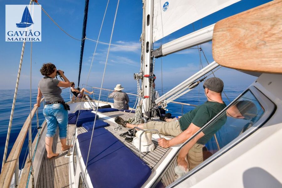 Funchal: Dolphin and Whale Watching Sailing Trip - Who Will Enjoy This Boat Trip Most