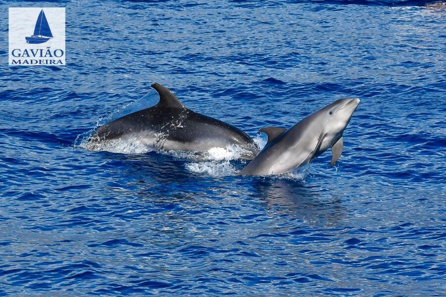 Funchal: Dolphin and Whale Watching Sailing Trip - Practical Details Before You Book