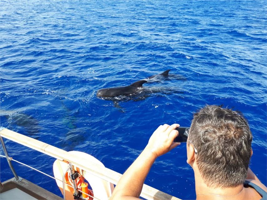 Funchal: Dolphin and Whale Watching Sailing Trip - Should You Book the Gavião Madeira Trip?