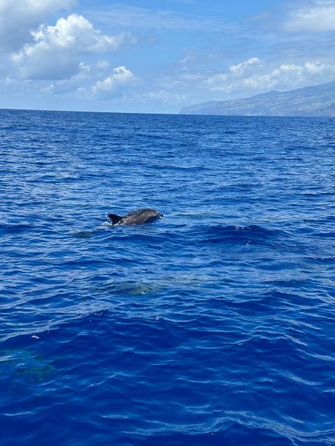 Funchal: RIB Whale Watching Cruise and Optional Dolphin Swim - Why the RIB changes the experience