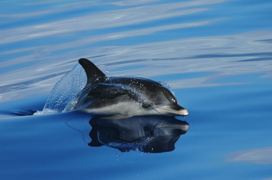 Funchal: Whale and Dolphin Watching Speed Boat Tour - Leaving Funchal Marina on a nimble boat