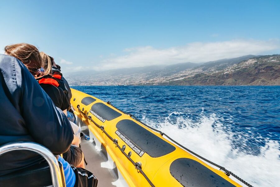 Funchal: Whale and Dolphin Watching Speed Boat Tour - Should you book the speed boat?