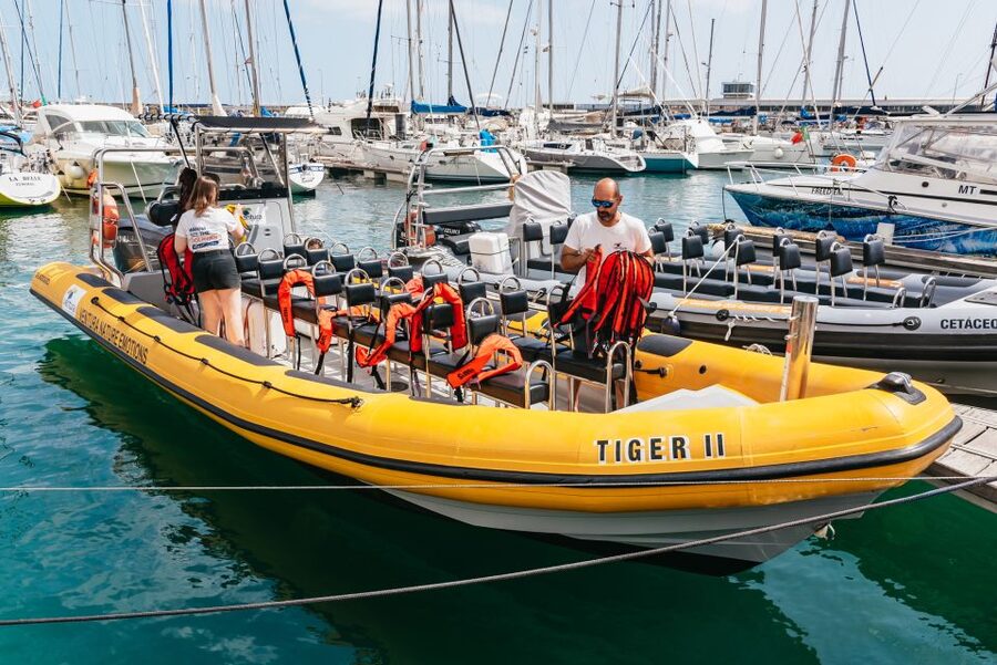 Funchal: Whale and Dolphin Watching Speed Boat Tour - How the land lookouts improve your chances
