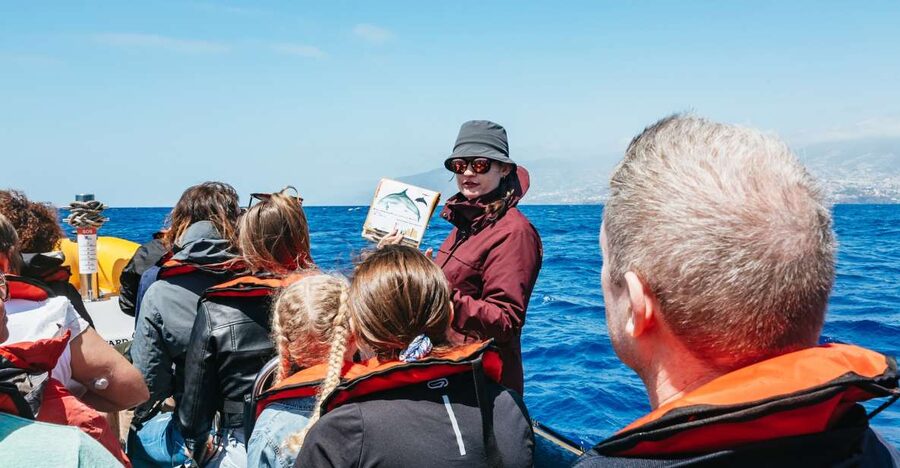 Funchal: Whale and Dolphin Watching Speed Boat Tour - The Madeira coastline is part of the trip