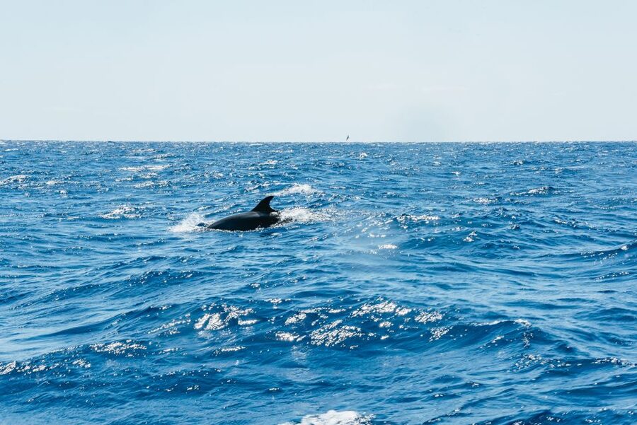 Funchal: Whale and Dolphin Watching Speed Boat Tour - The crew’s approach to wildlife