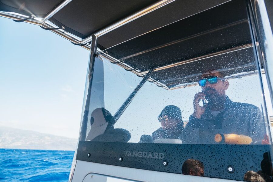 Funchal: Whale and Dolphin Watching Speed Boat Tour - Is $56 a fair price?