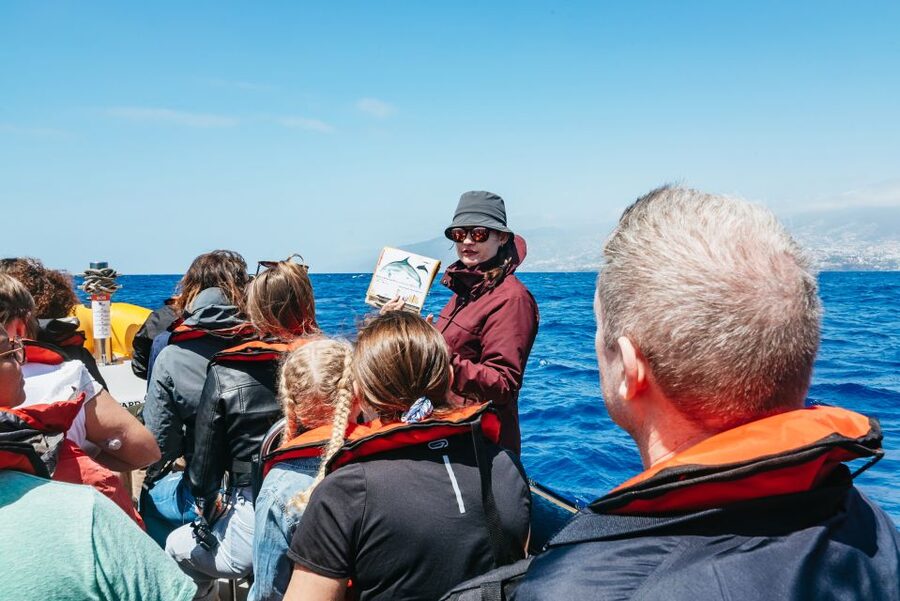 Funchal: Whale and Dolphin Watching Speed Boat Tour - Dolphins, whales, and what you may see