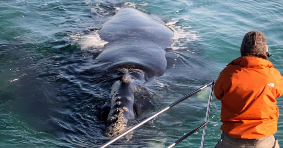 Gansbaai: Marine Big 5 Boat tour - Key points to know before booking