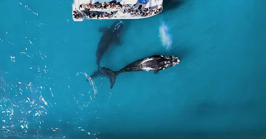 Gansbaai: Marine Big 5 Boat tour - From the Great White House to Kleinbaai Harbour