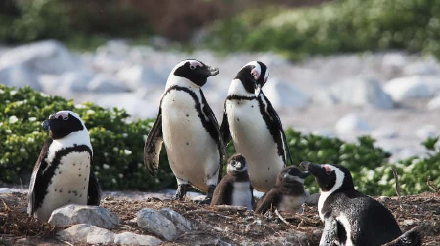 Gansbaai: Marine Big 5 Boat tour - Shark Alley and the Cape fur seals