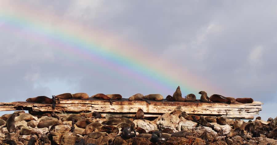 Gansbaai: Marine Big 5 Boat tour - Whales, dolphins and penguins in the wild