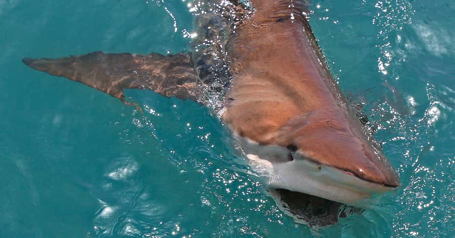 Gansbaai: Marine Big 5 Boat tour - The welcome back: soup, bread and a useful debrief