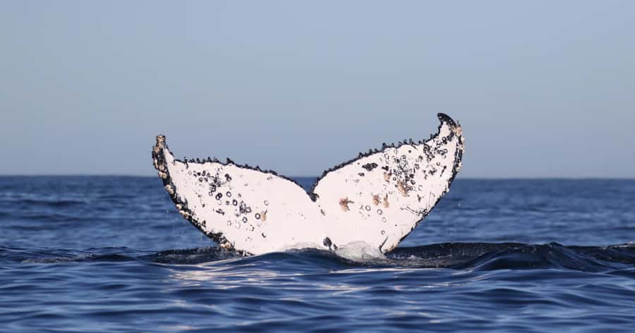 Gansbaai: Marine Big 5 Boat tour - The penguin sanctuary adds real value
