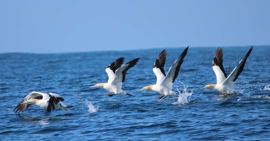 Gansbaai: Marine Big 5 Boat tour - Is the $155 price good value?