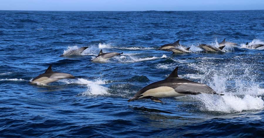 Gansbaai: Marine Big 5 Boat tour - Two hours on the water around Dyer Island