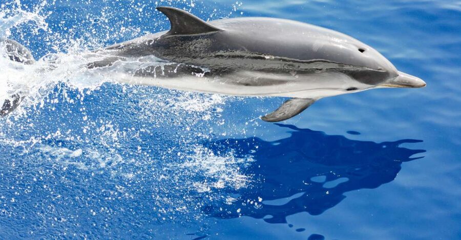 Genoa: Cetacean Watching Cruise with Marine Biologist Guide - Leaving Genoa for the Pelagos Sanctuary