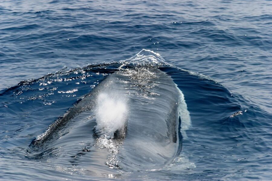 Genoa: Cetacean Watching Cruise with Marine Biologist Guide - The animals you may see in their natural habitat