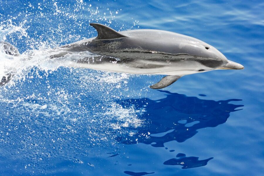 Genoa: Cetacean Watching Cruise with Marine Biologist Guide - What the 4.5-hour search really feels like