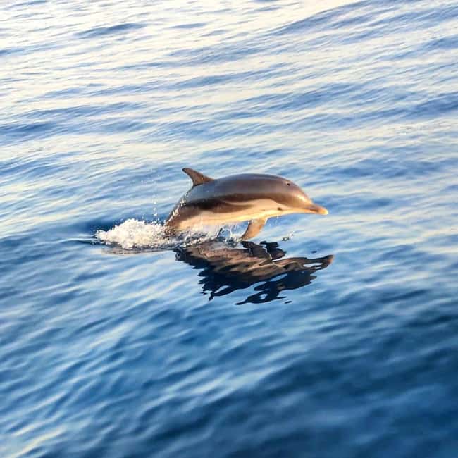 Giardini Naxos: Dolphin Searching Sunset Boat Tour - The real attraction: dolphins at sunset