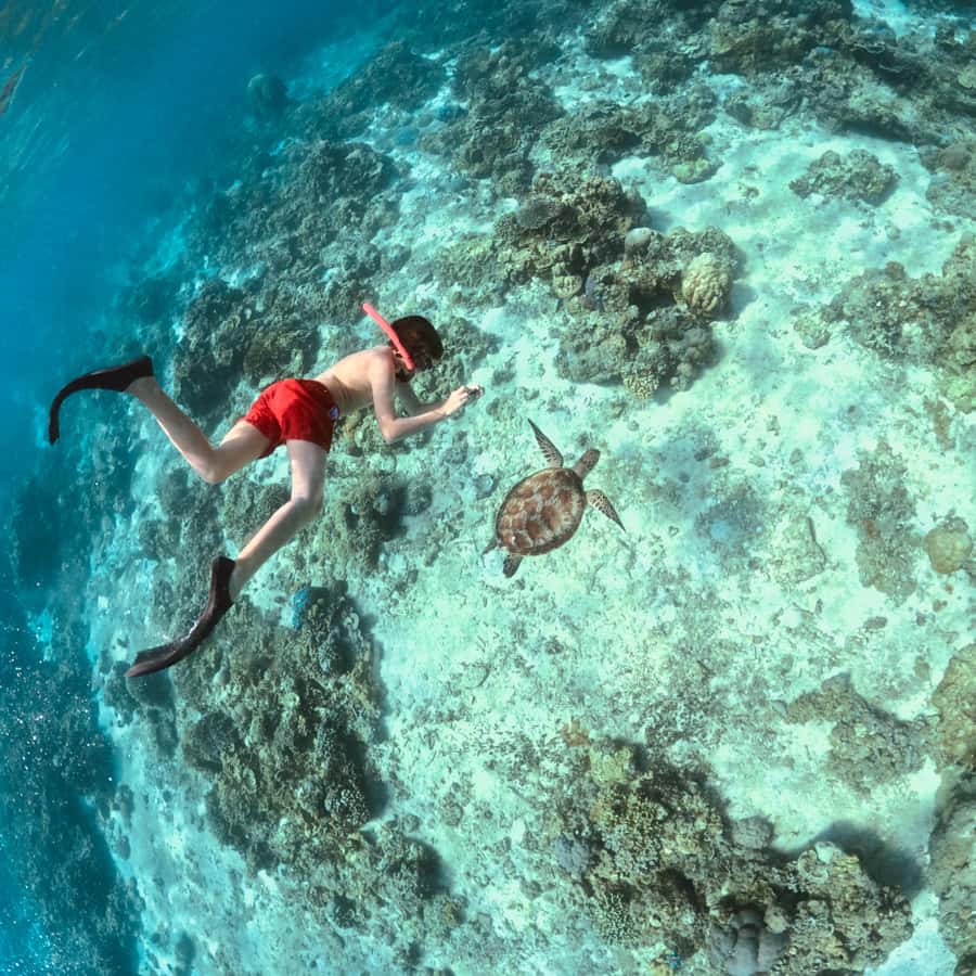 Gili Islands: Private or Shared Snorkeling Boat Trip - Key points to know before booking