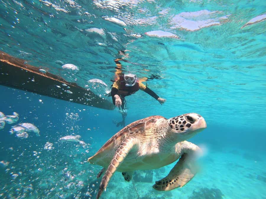 Gili Islands: Private or Shared Snorkeling Boat Trip - Why the turtle stop makes this trip special