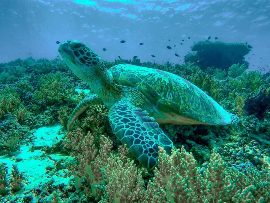 Gili Trawangan: Gili Islands Sunset Boat Tour and Snorkeling - Stop two: finding turtles at Turtle Point