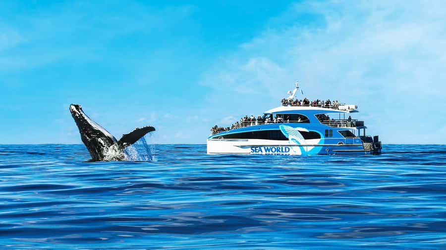 Gold Coast: Premium Whale Watching Cruise - Key points to know before you book
