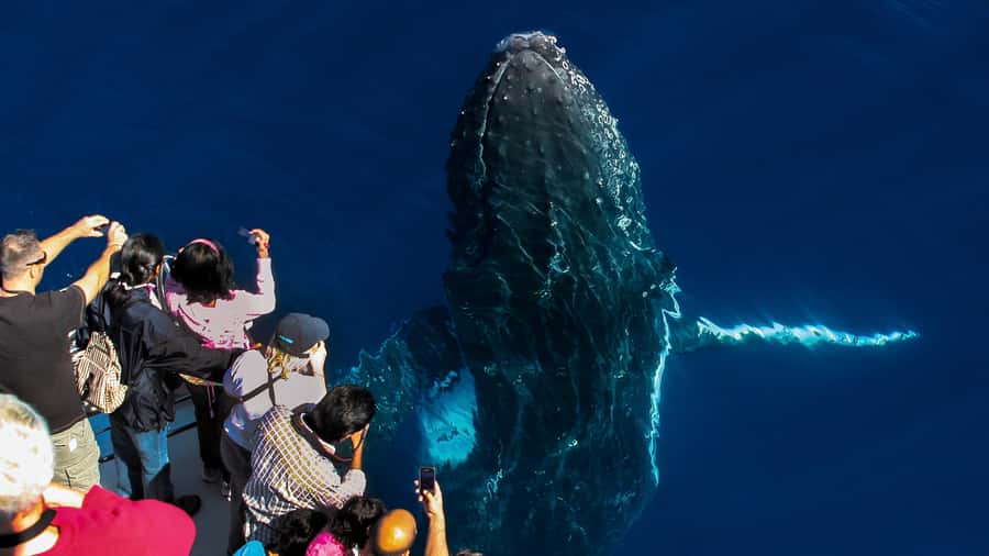 Gold Coast: Premium Whale Watching Cruise - From Main Beach to the Humpback Highway